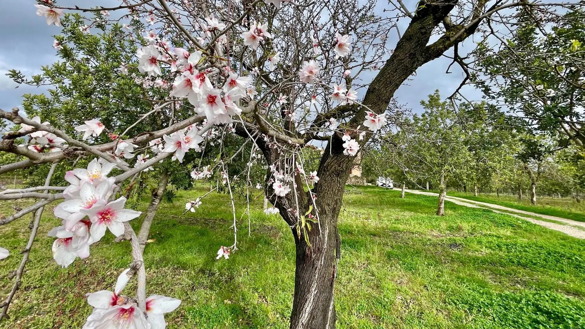 הוילה סנטה מריה דל קאמי Casa Moragues בית נופש